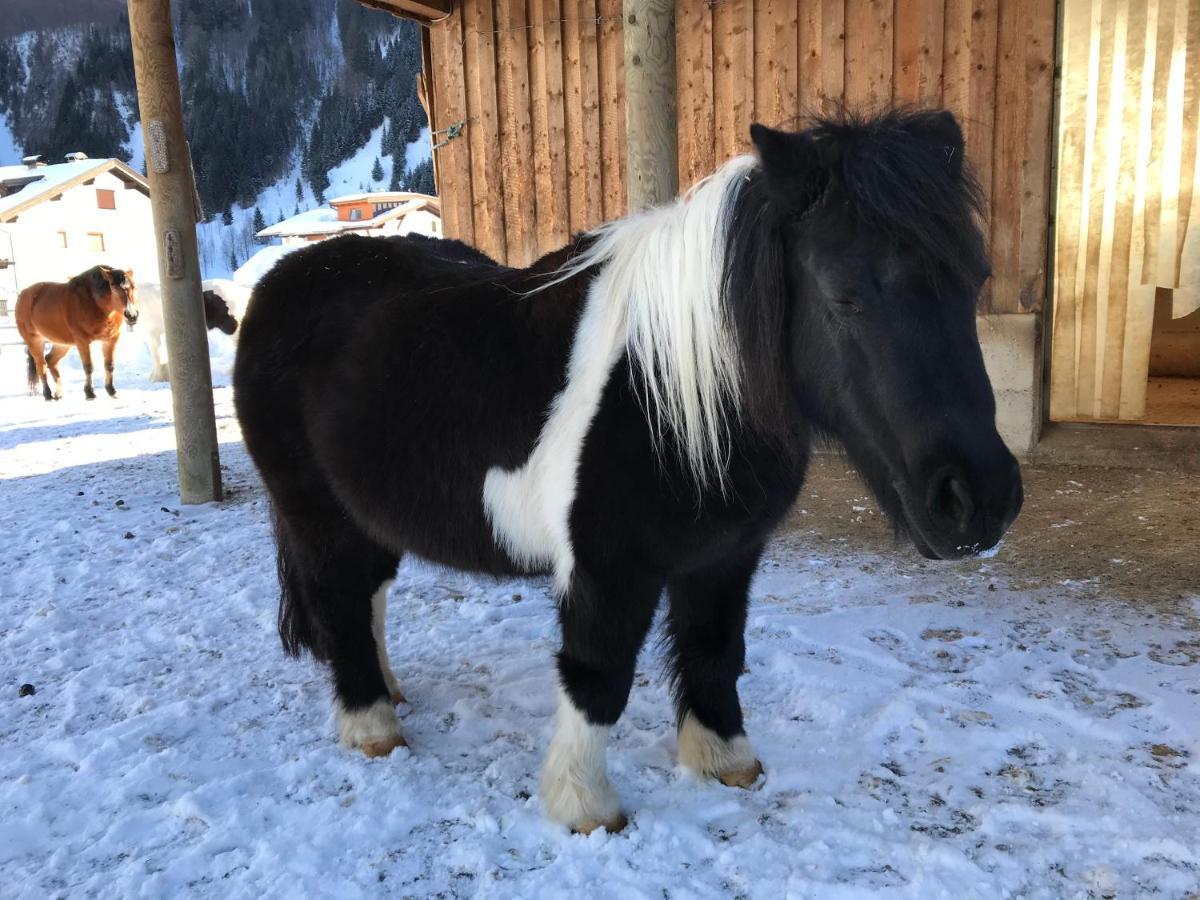 Pony-Ziegen-Hasen-Ranch Bichlbachアパートメント エクステリア 写真