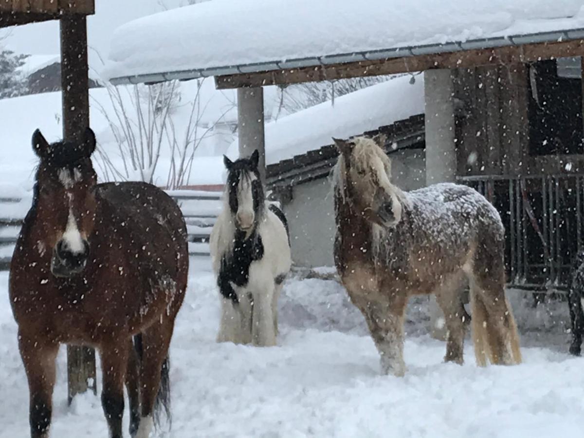 Pony-Ziegen-Hasen-Ranch Bichlbachアパートメント エクステリア 写真